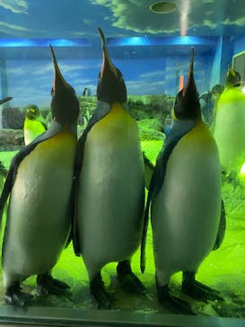 島根県立 しまね海洋館に投稿された画像（2025/8/11）