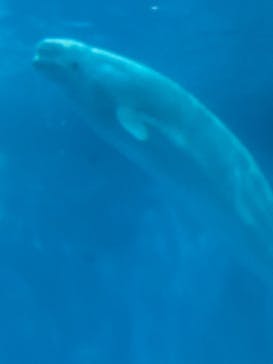 島根県立 しまね海洋館に投稿された画像（2025/8/11）