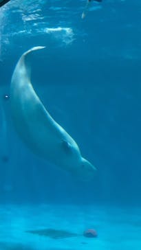 島根県立 しまね海洋館に投稿された画像（2025/8/11）