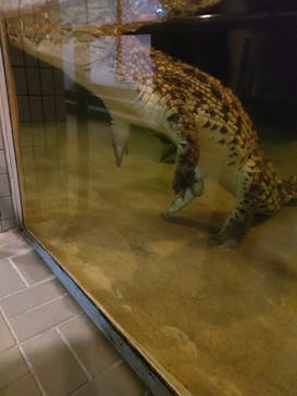 名古屋市東山動植物園に投稿された画像（2025/8/11）