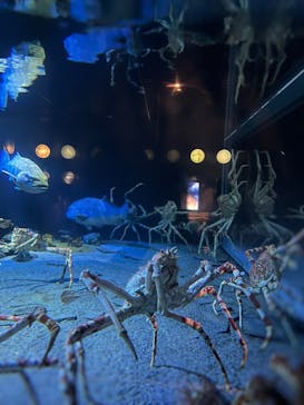 環境水族館アクアマリンふくしまに投稿された画像（2025/8/11）