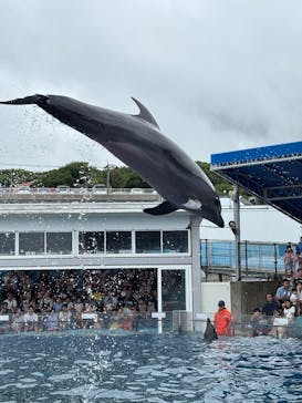 越前松島水族館に投稿された画像（2025/8/11）