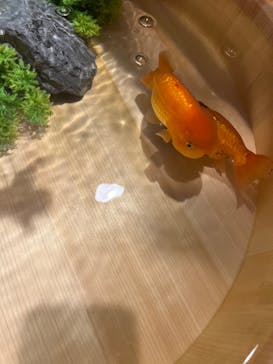 錦鯉・金魚アクアリウム in ときメッセに投稿された画像（2025/8/11）