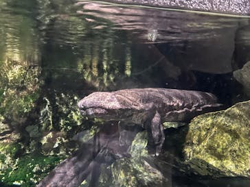 京都水族館に投稿された画像（2025/8/11）