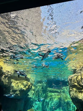 京都水族館に投稿された画像（2025/8/11）