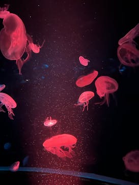 京都水族館に投稿された画像（2025/8/11）