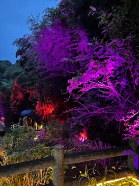 ニジゲンノモリに投稿された画像（2025/8/11）