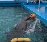 ゼロ距離水族館 伊勢シーパラダイスに投稿された画像（2025/8/11）