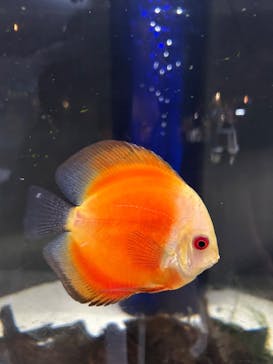 ゼロ距離水族館 伊勢シーパラダイスに投稿された画像（2025/8/11）