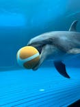 大分マリーンパレス水族館 「うみたまご」に投稿された画像（2025/8/11）