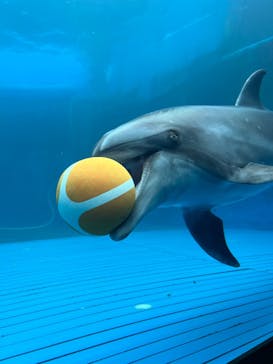 大分マリーンパレス水族館 「うみたまご」に投稿された画像（2025/8/11）