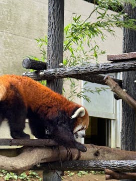 千葉市動物公園に投稿された画像（2025/8/11）