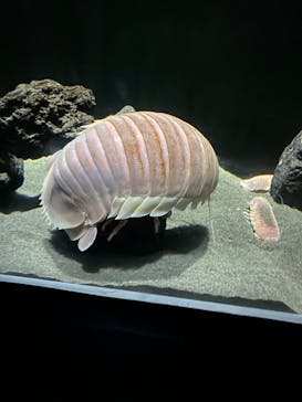 サンシャイン水族館に投稿された画像（2025/8/11）