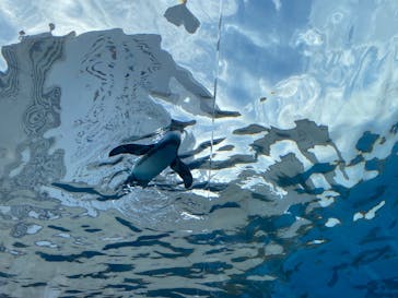 サンシャイン水族館に投稿された画像（2025/8/11）