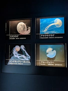 サンシャイン水族館に投稿された画像（2025/8/11）