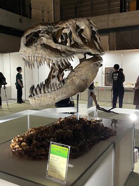 京都 大恐竜博 ～動く！吠える！暴れる！大迫力の巨大恐竜がやってくる～に投稿された画像（2025/8/11）