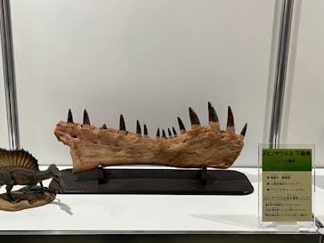 京都 大恐竜博 ～動く！吠える！暴れる！大迫力の巨大恐竜がやってくる～に投稿された画像（2025/8/11）