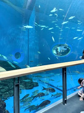 滋賀県立琵琶湖博物館に投稿された画像（2025/8/11）