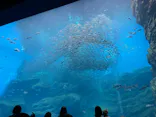 仙台うみの杜水族館に投稿された画像（2025/8/12）