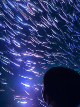 名古屋港水族館に投稿された画像（2025/8/11）