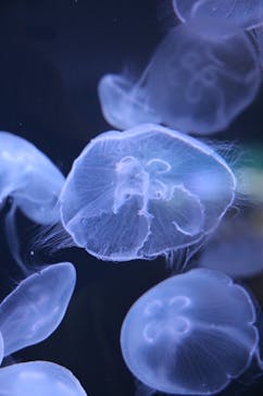 城崎マリンワールドに投稿された画像（2025/8/11）