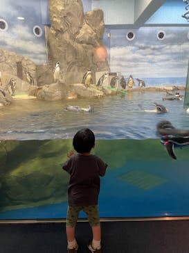 新江ノ島水族館に投稿された画像（2025/8/11）