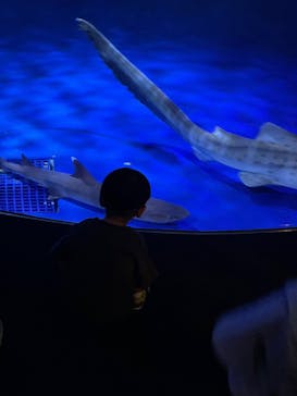 新江ノ島水族館に投稿された画像（2025/8/11）