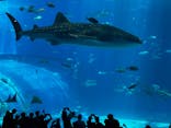 沖縄美ら海水族館に投稿された画像（2025/8/12）