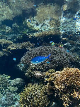沖縄美ら海水族館に投稿された画像（2025/8/11）