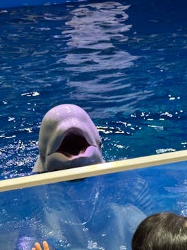 島根県立 しまね海洋館に投稿された画像（2025/8/11）