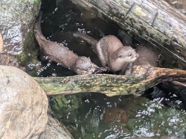 世界淡水魚園水族館　アクア・トトぎふに投稿された画像（2025/8/11）