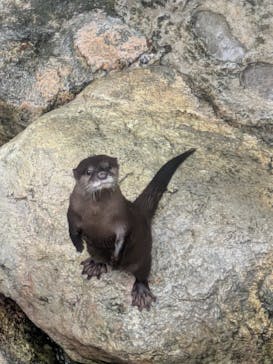 世界淡水魚園水族館　アクア・トトぎふに投稿された画像（2025/8/11）