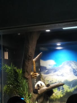 恩賜上野動物園に投稿された画像（2025/8/11）