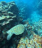 マーレ石垣島に投稿された画像（2025/8/12）