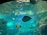 新江ノ島水族館に投稿された画像（2025/8/12）