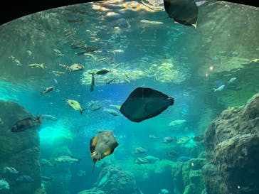 新江ノ島水族館に投稿された画像（2025/8/12）