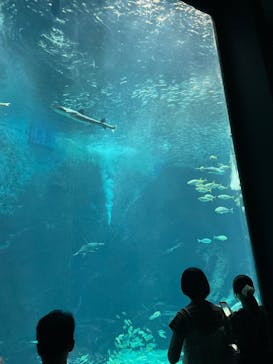 マリンワールド海の中道に投稿された画像（2025/8/12）