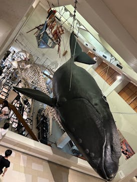 太地町立くじらの博物館に投稿された画像（2025/8/12）