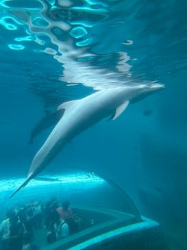 太地町立くじらの博物館に投稿された画像（2025/8/12）