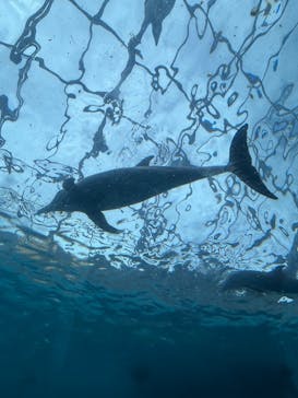 太地町立くじらの博物館に投稿された画像（2025/8/12）