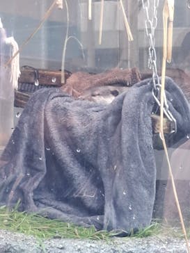 サンシャイン水族館に投稿された画像（2025/8/12）