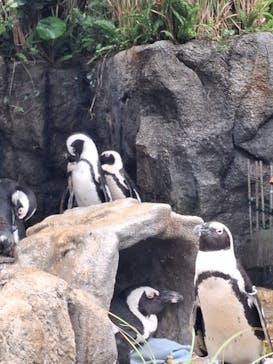 サンシャイン水族館に投稿された画像（2025/8/12）