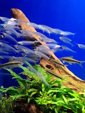 サンシャイン水族館に投稿された画像（2025/8/12）