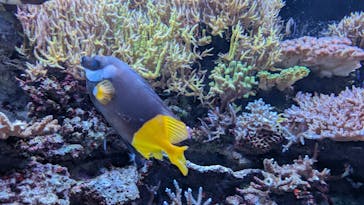 マクセル アクアパーク品川に投稿された画像（2025/8/12）