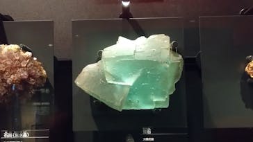 国立科学博物館に投稿された画像（2025/8/12）