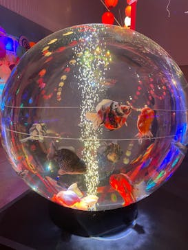 錦鯉・金魚アクアリウム in ときメッセに投稿された画像（2025/8/12）