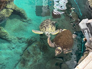 名古屋港水族館に投稿された画像（2025/8/12）