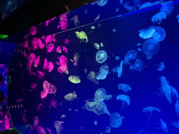 名古屋港水族館に投稿された画像（2025/8/12）