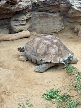 恩賜上野動物園に投稿された画像（2025/8/12）