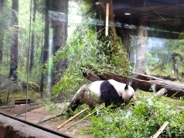恩賜上野動物園に投稿された画像（2025/8/12）